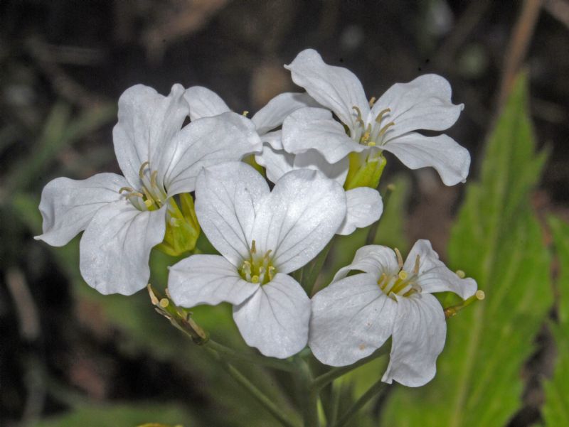 Dei mazzetti di fiori in montagna: Cardamine heptaphylla